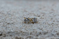 Epsilon - Tête Threaded